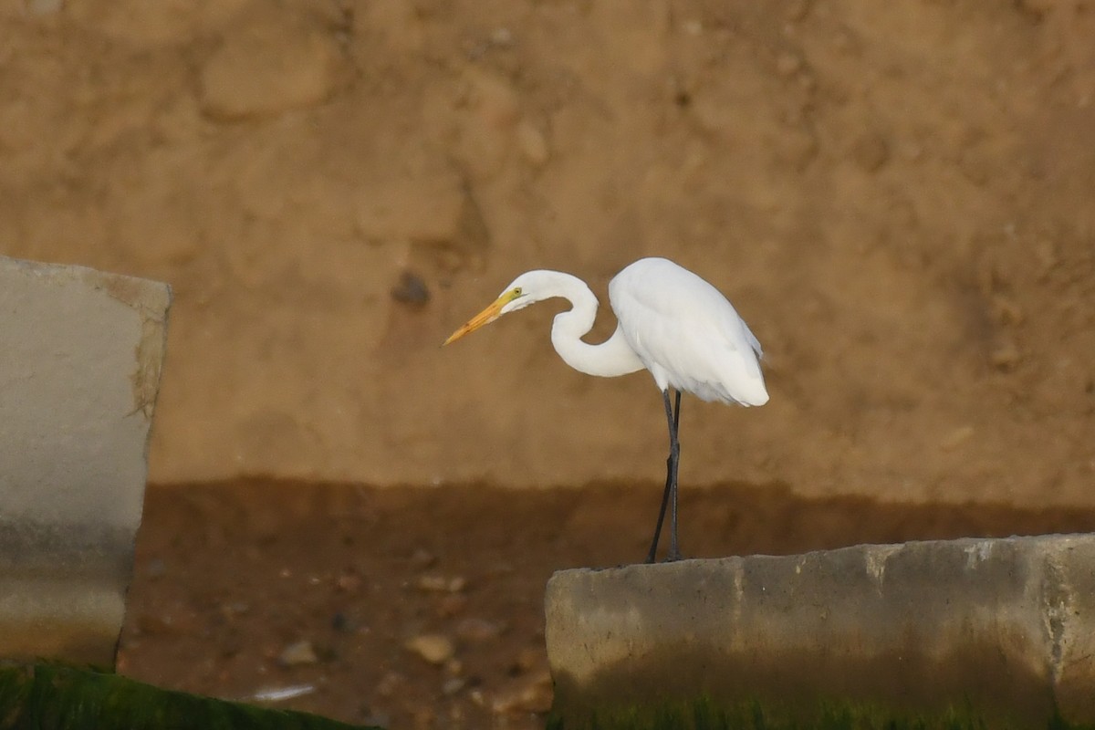 Great Egret - ML310379431