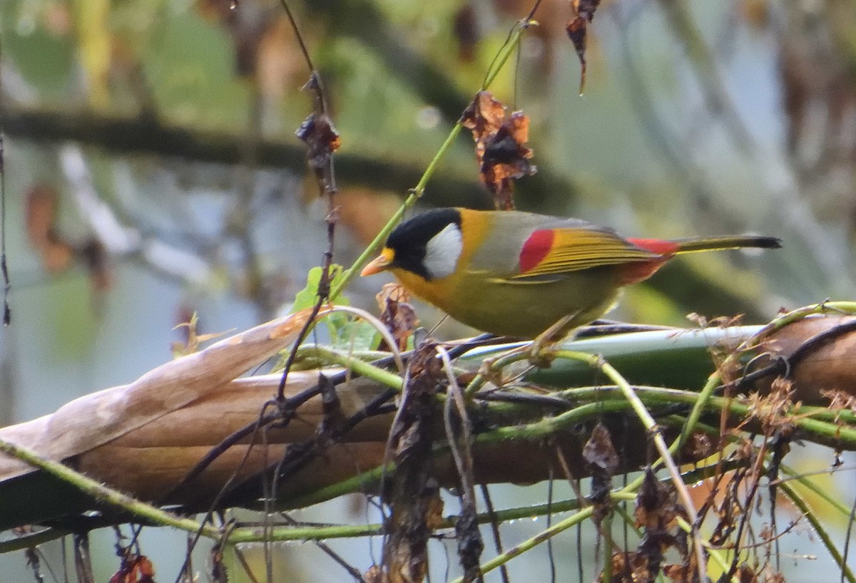 Silver-eared Mesia - ML310379441