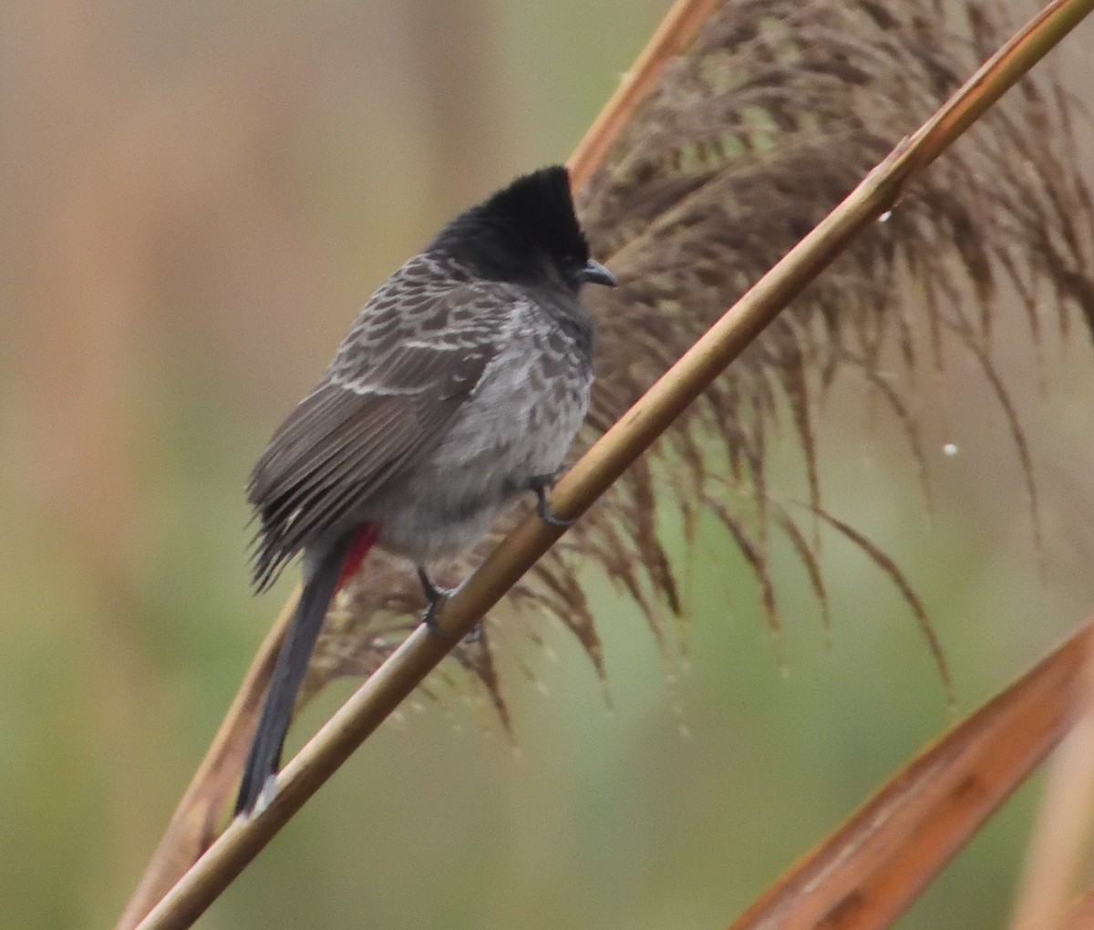Red-vented Bulbul - ML310379471