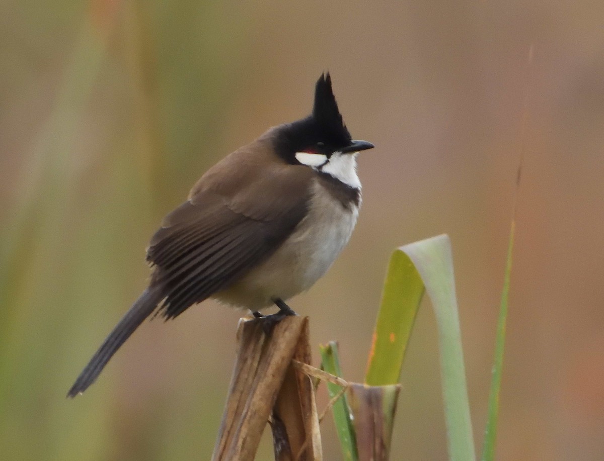 Red-whiskered Bulbul - ML310379491