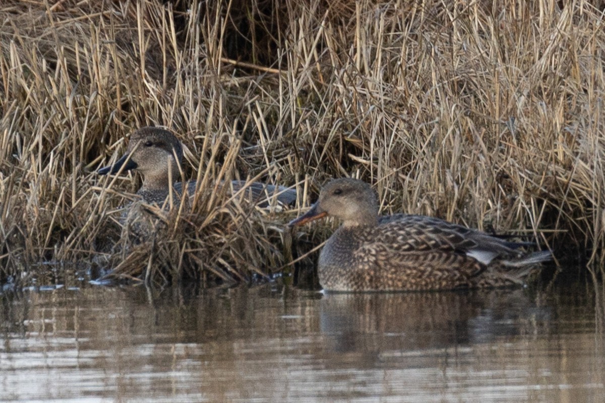 Gadwall - Trevor Sleight