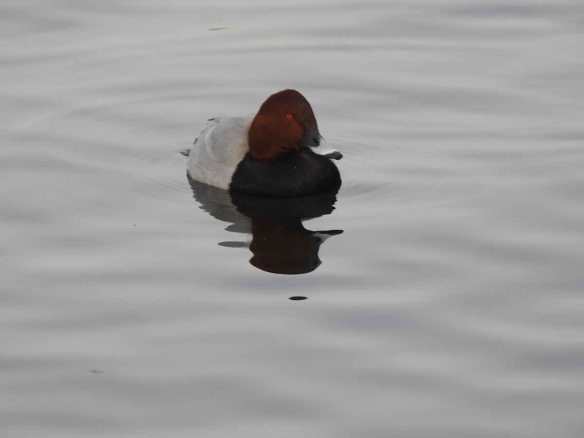 Common Pochard - ML310381891