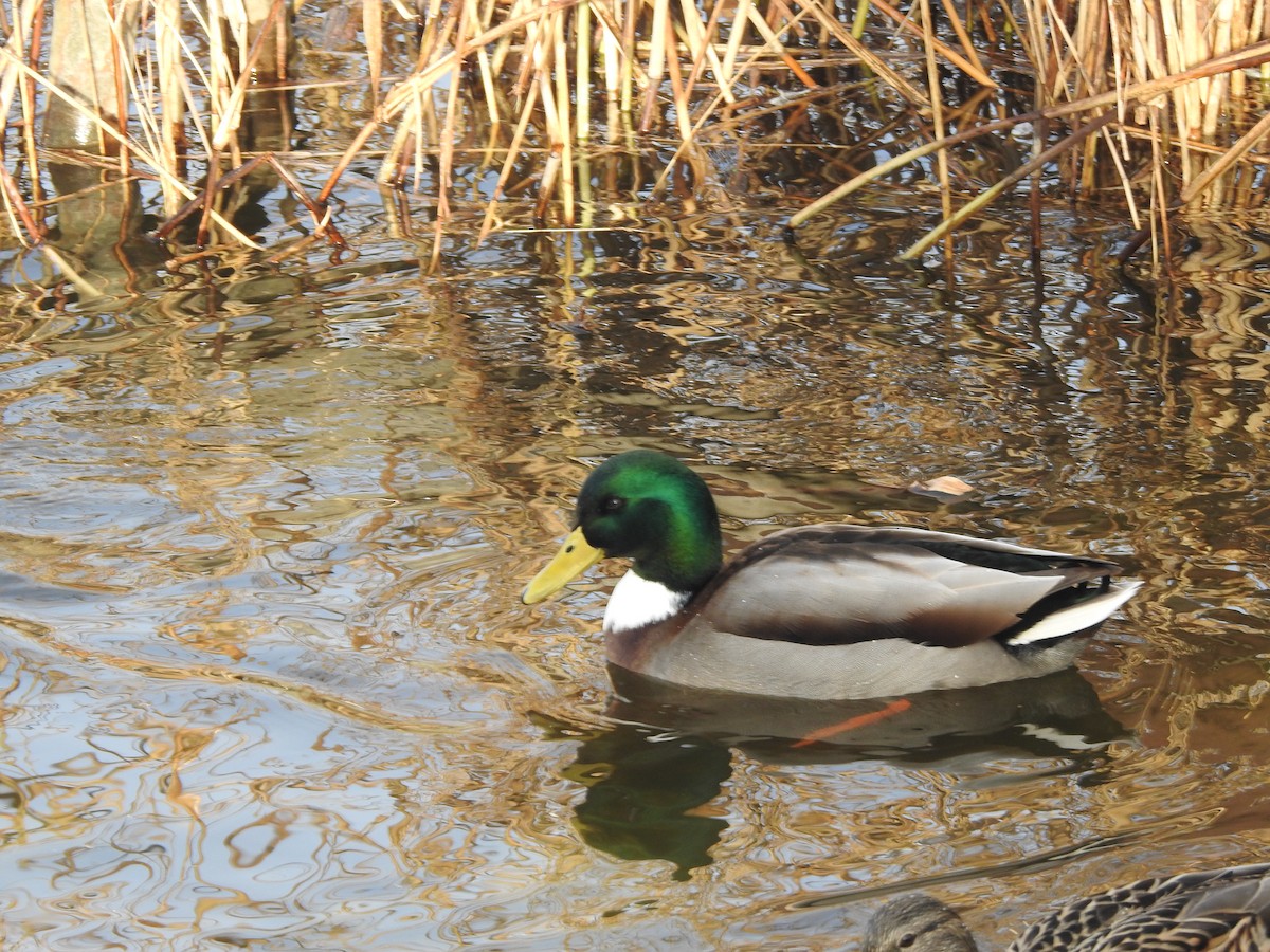 Mallard - ML310382121