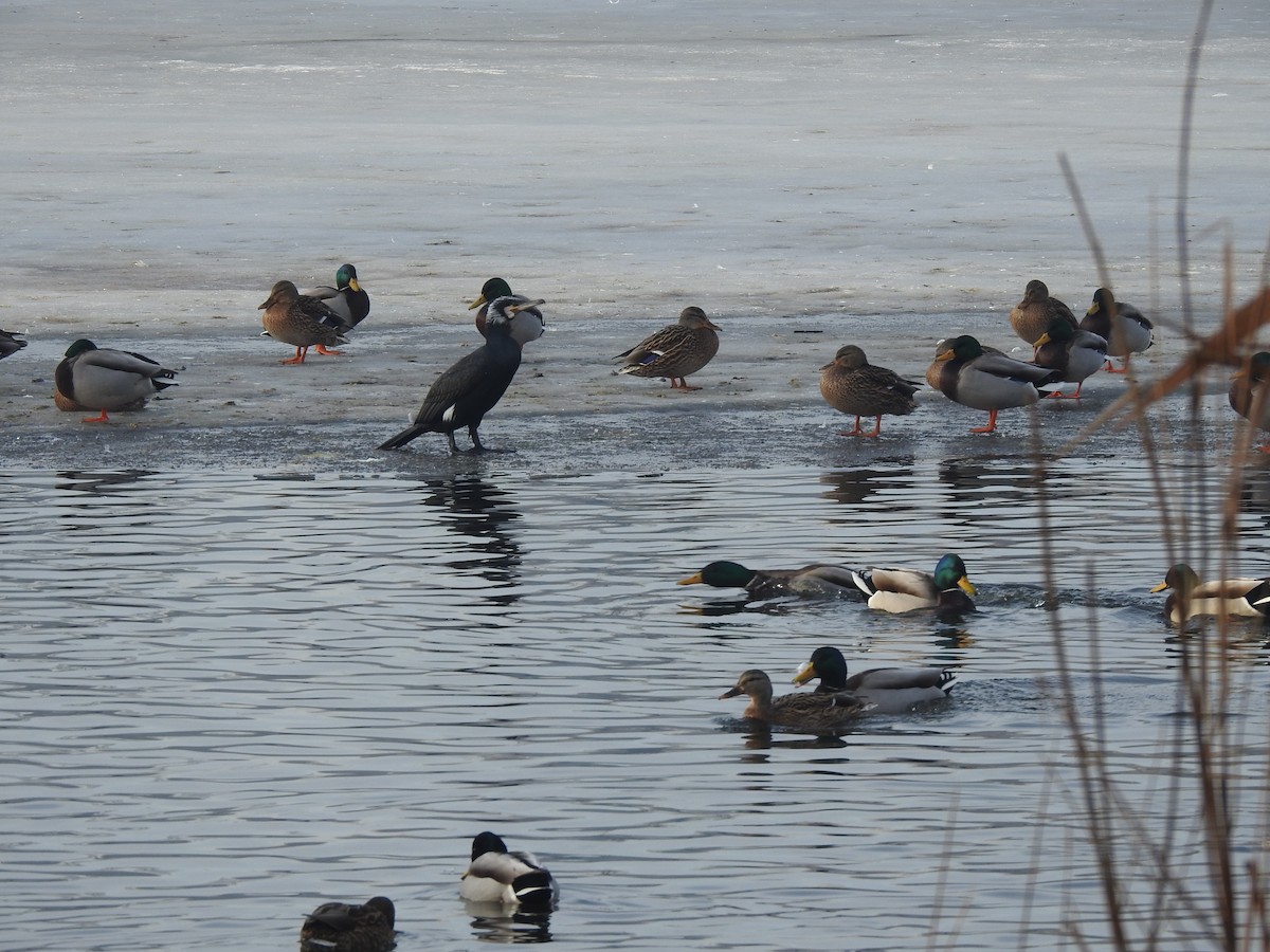 Great Cormorant - ML310382521