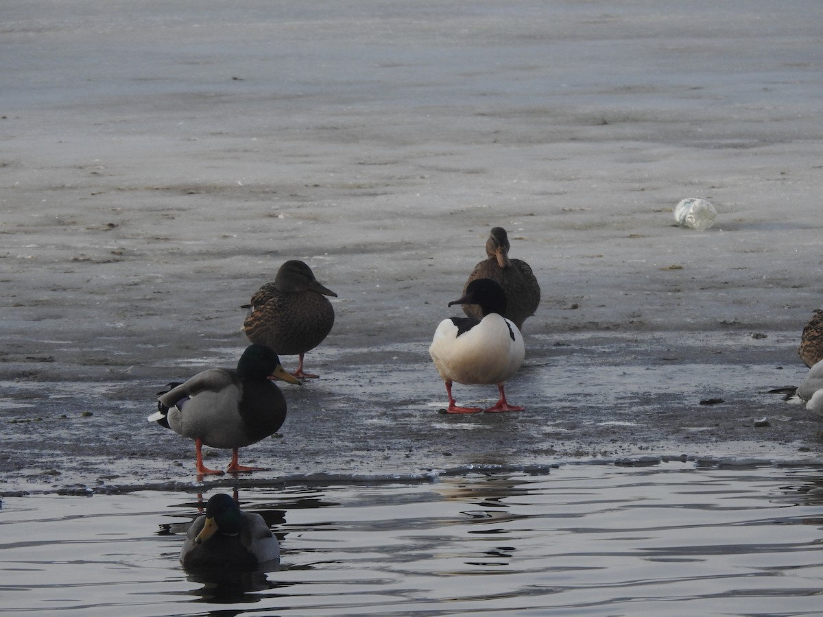 Common Merganser - Sławomir Karpicki