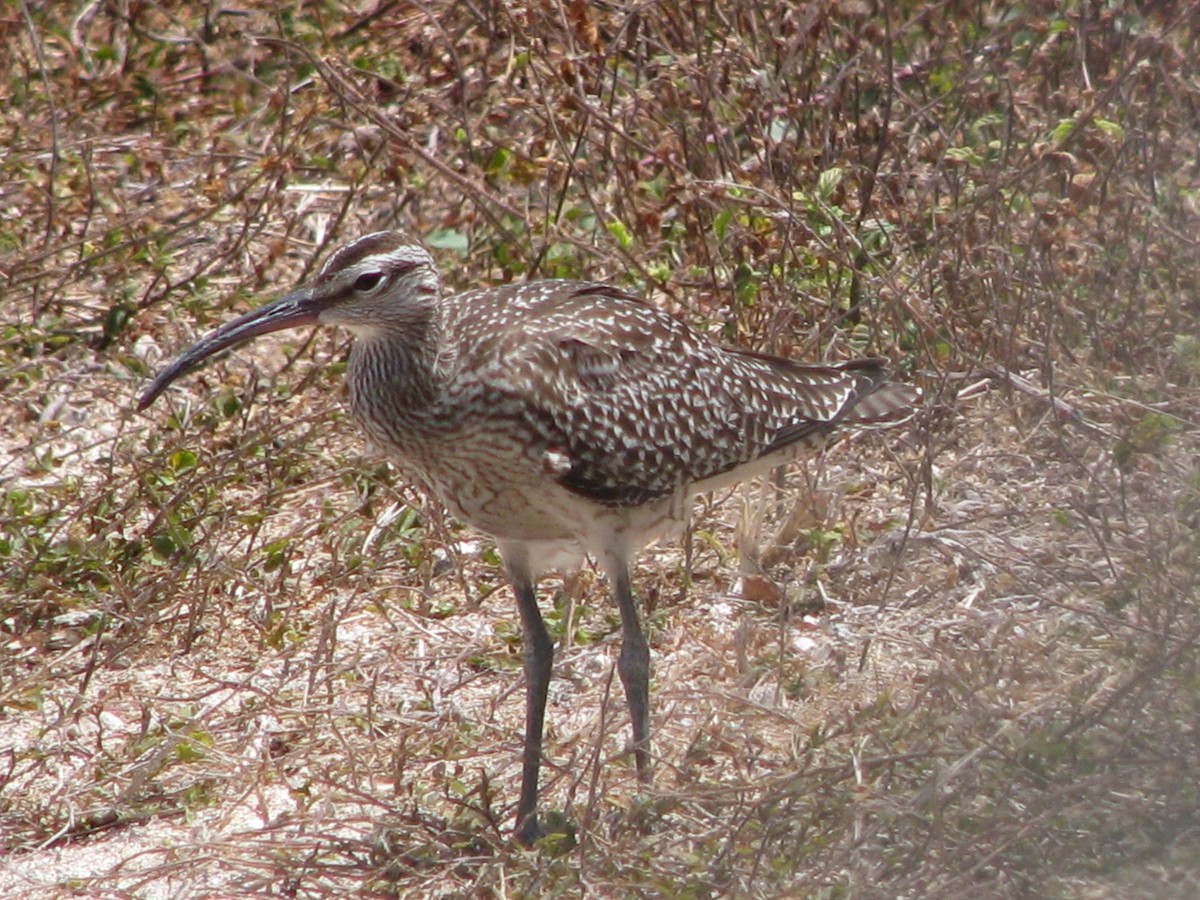 Whimbrel - ML310383221