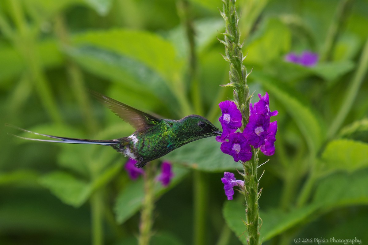 Green Thorntail - ML31038391