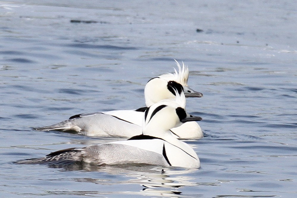 Smew - ML310384521