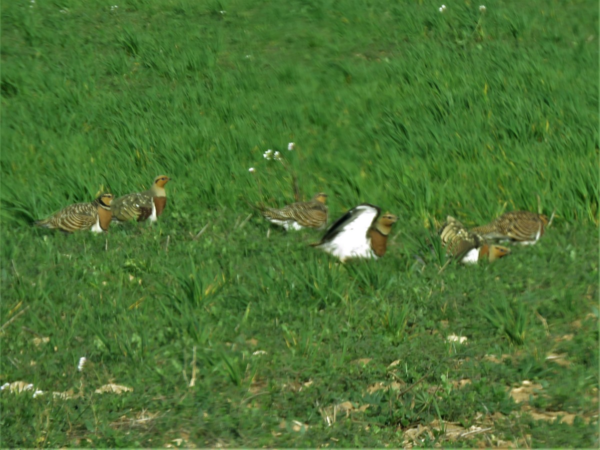 Pin-tailed Sandgrouse - ML310384741