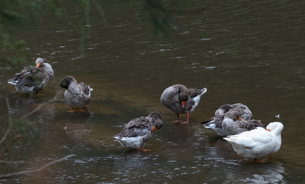 Domestic goose sp. (Domestic type) - ML310385051