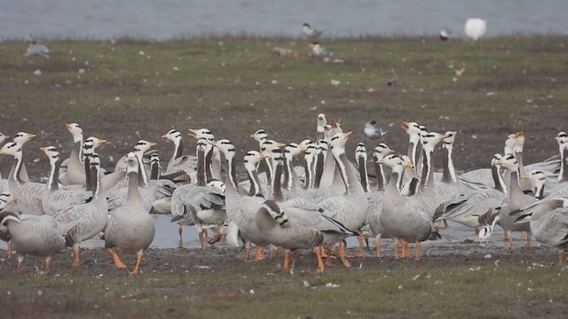 Bar-headed Goose - ML310385391