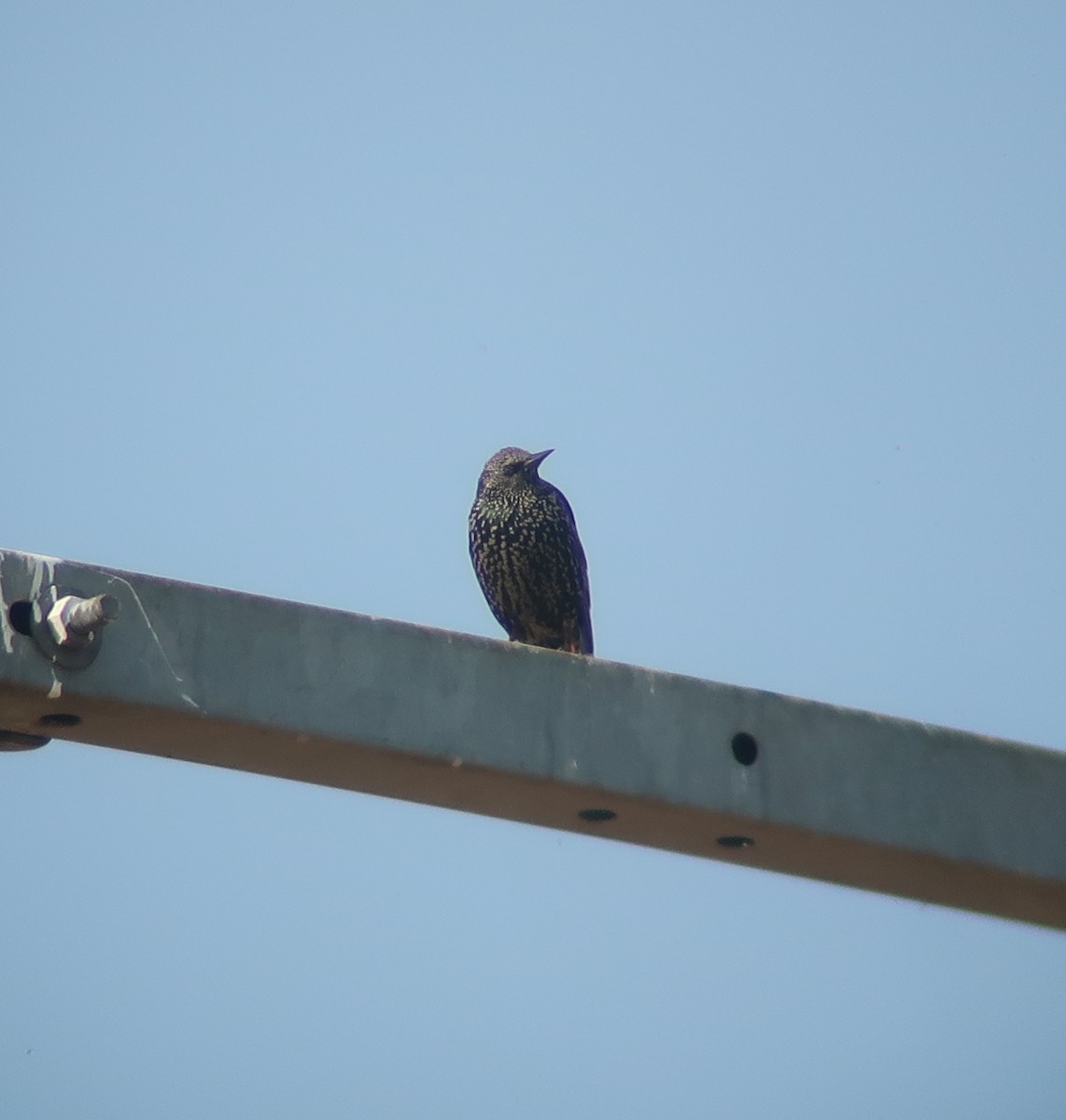 European Starling - ML310386521