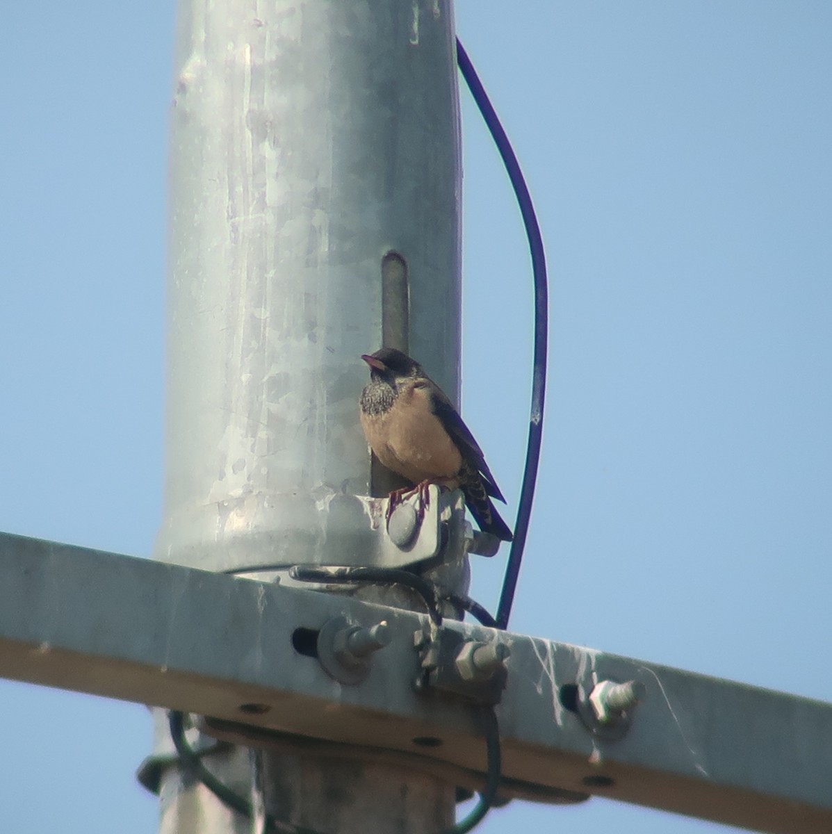 Rosy Starling - ML310386541