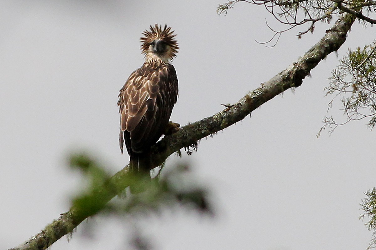 Philippine Eagle - ML310387441