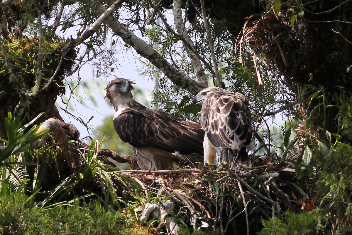 Philippine Eagle - ML310387461