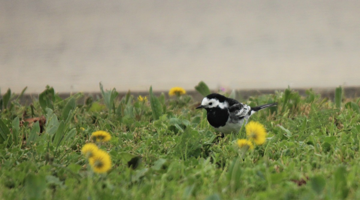 White Wagtail (British) - ML310387721