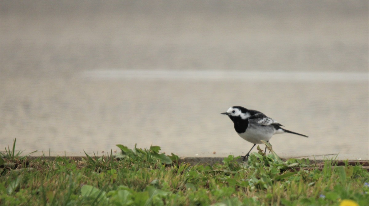 White Wagtail (British) - ML310387751