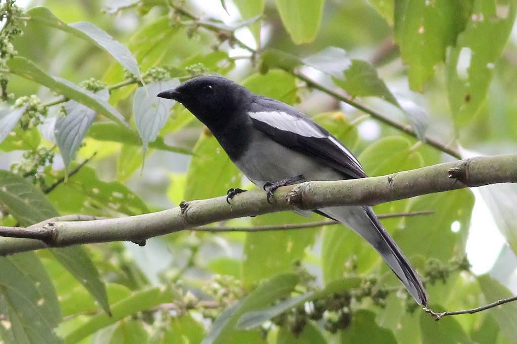 McGregor's Cuckooshrike - Chris Chafer