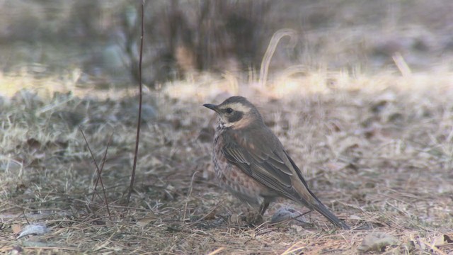 drozd rezavý - ML310389101