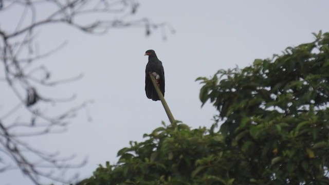 Caracara Gorjirrojo - ML310390171