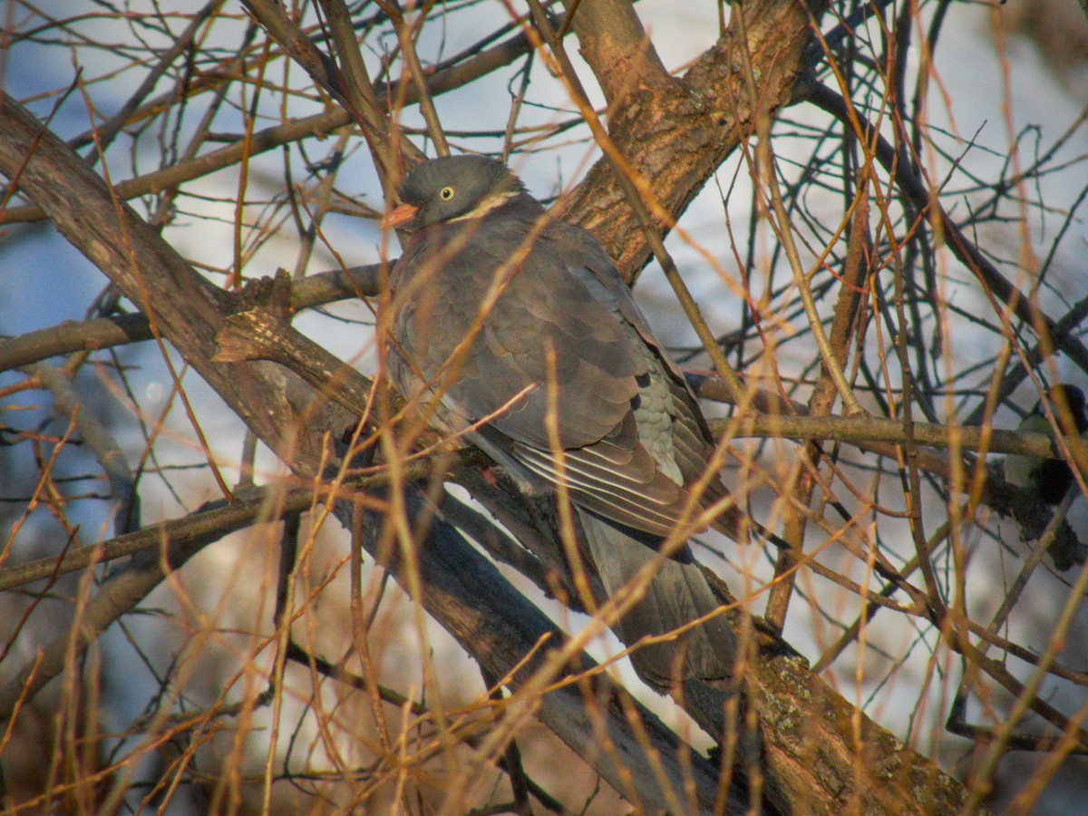 Common Wood-Pigeon - ML310390301
