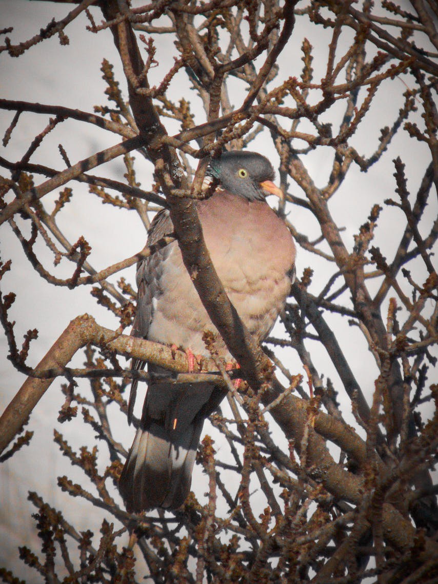 Common Wood-Pigeon - ML310390311