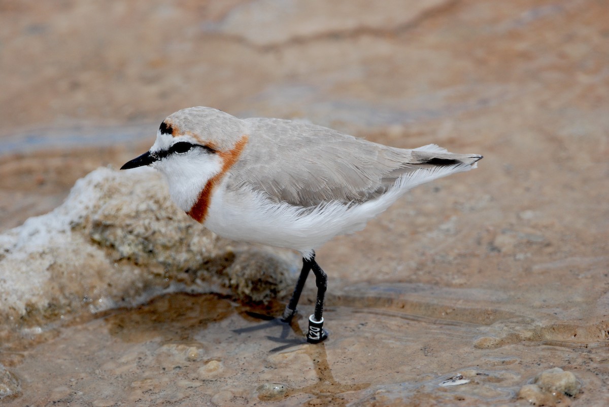 Chestnut-banded Plover - Gabriel Jamie