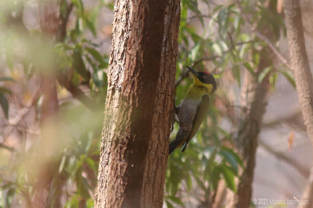 Kara Başlı Ağaçkakan - ML310391481