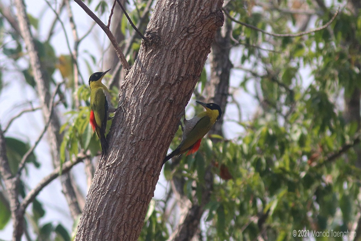 Kara Başlı Ağaçkakan - ML310391491