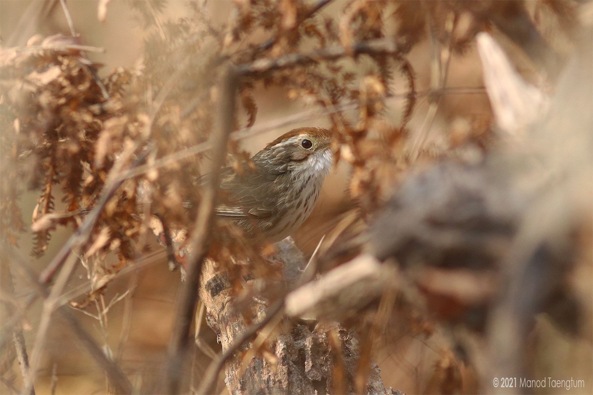 Kabarık Gerdanlı Ardıçesmeri - ML310391531