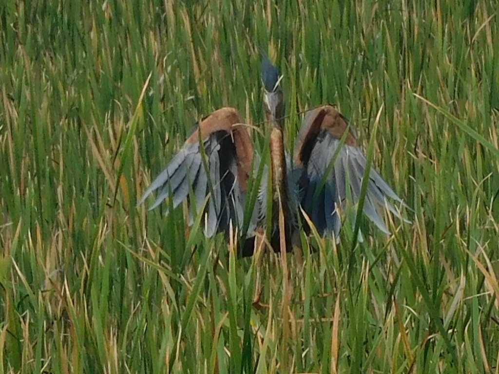 Purple Heron - ML310392681