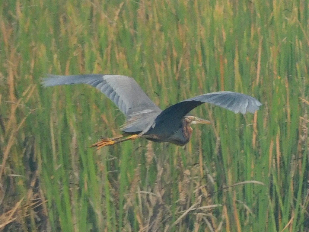 Purple Heron - ML310393031