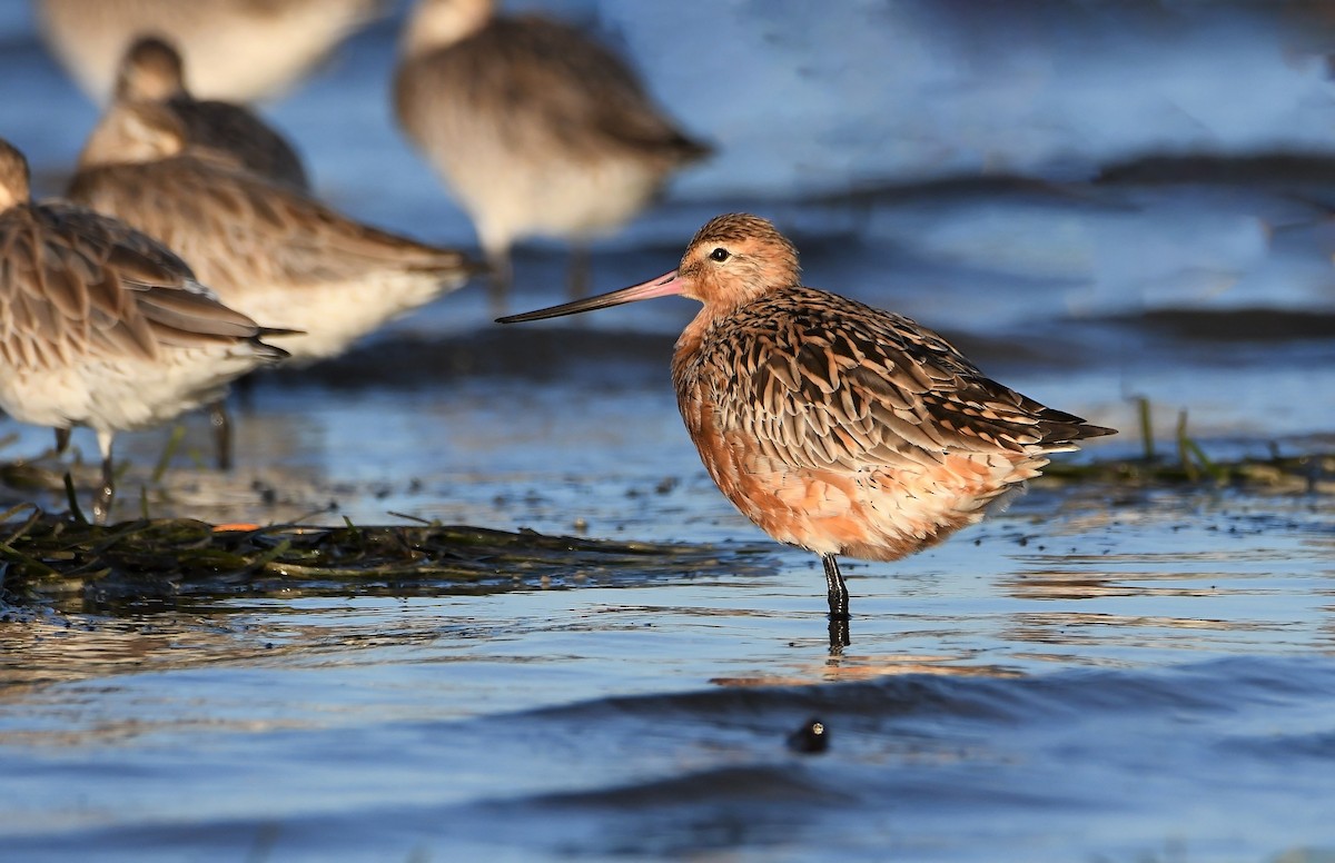 Bar-tailed Godwit - ML310393231