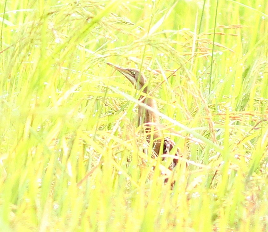 Stripe-backed Bittern - ML310393681