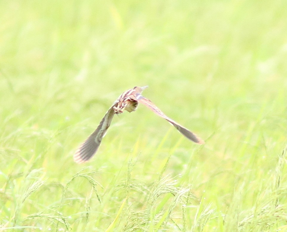 Stripe-backed Bittern - Elby Anderson A Silva