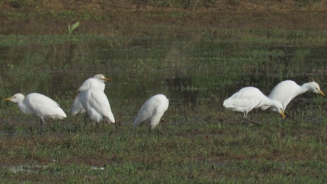 Чапля єгипетська (підвид ibis) - ML310393861