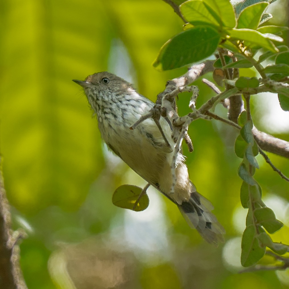 Brown Thornbill - Michael Drake