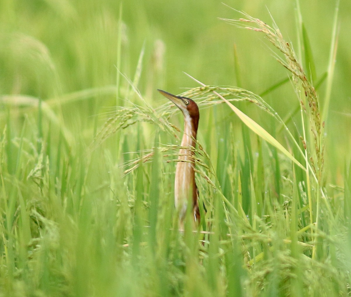 Least Bittern - ML310395211