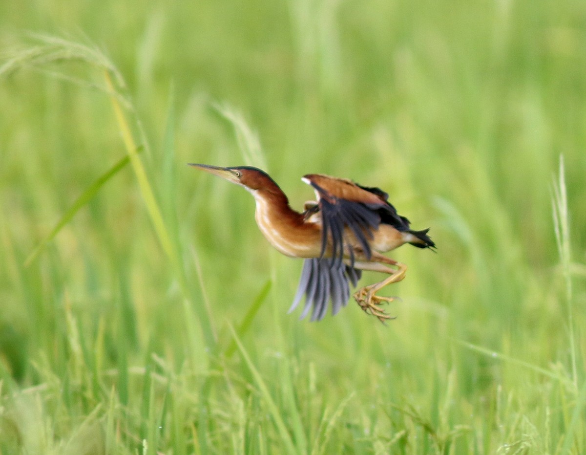 Least Bittern - ML310395221