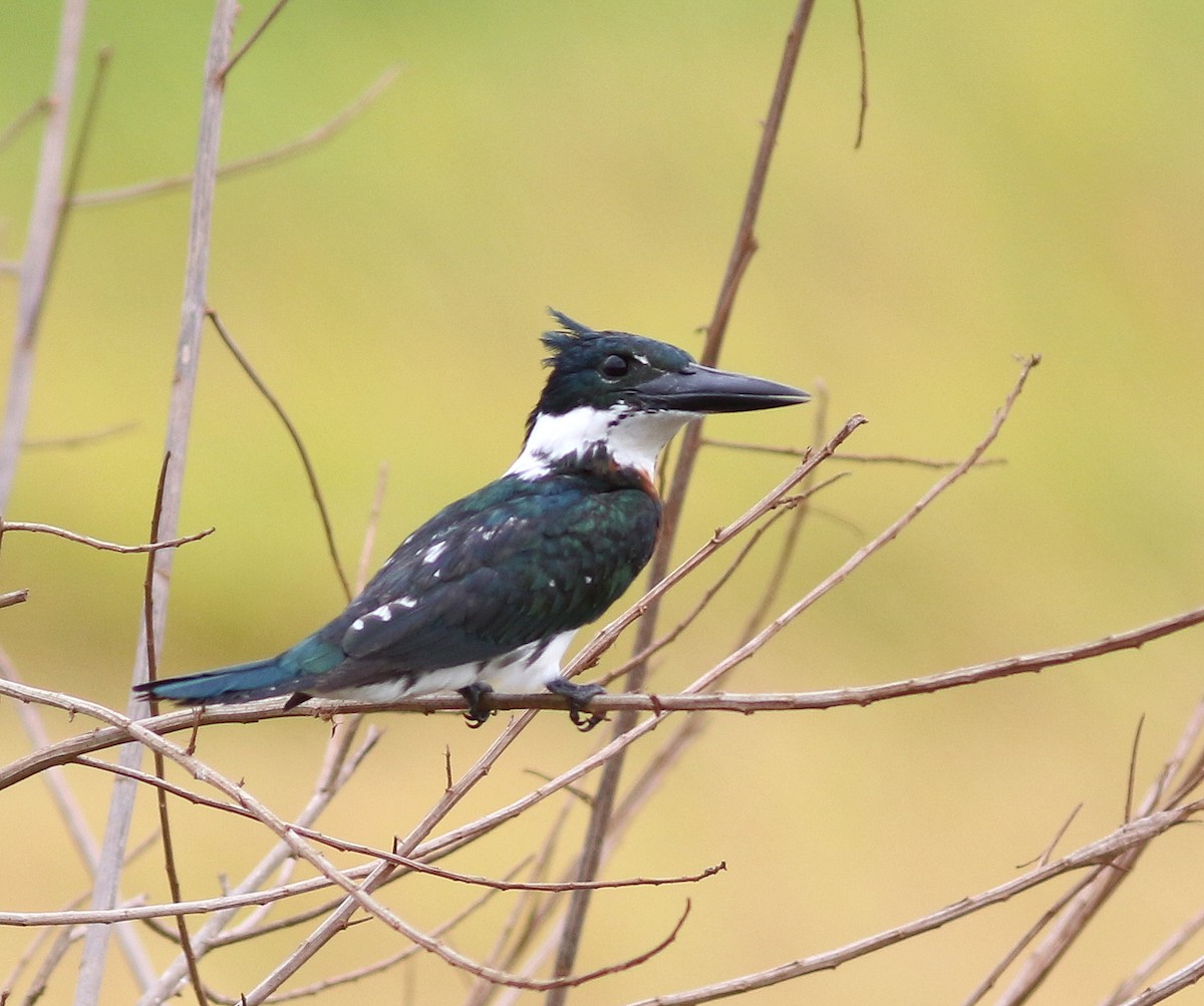 Amazon Kingfisher - ML310395441