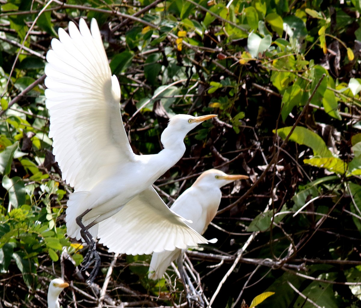 Western Cattle Egret - ML310395531