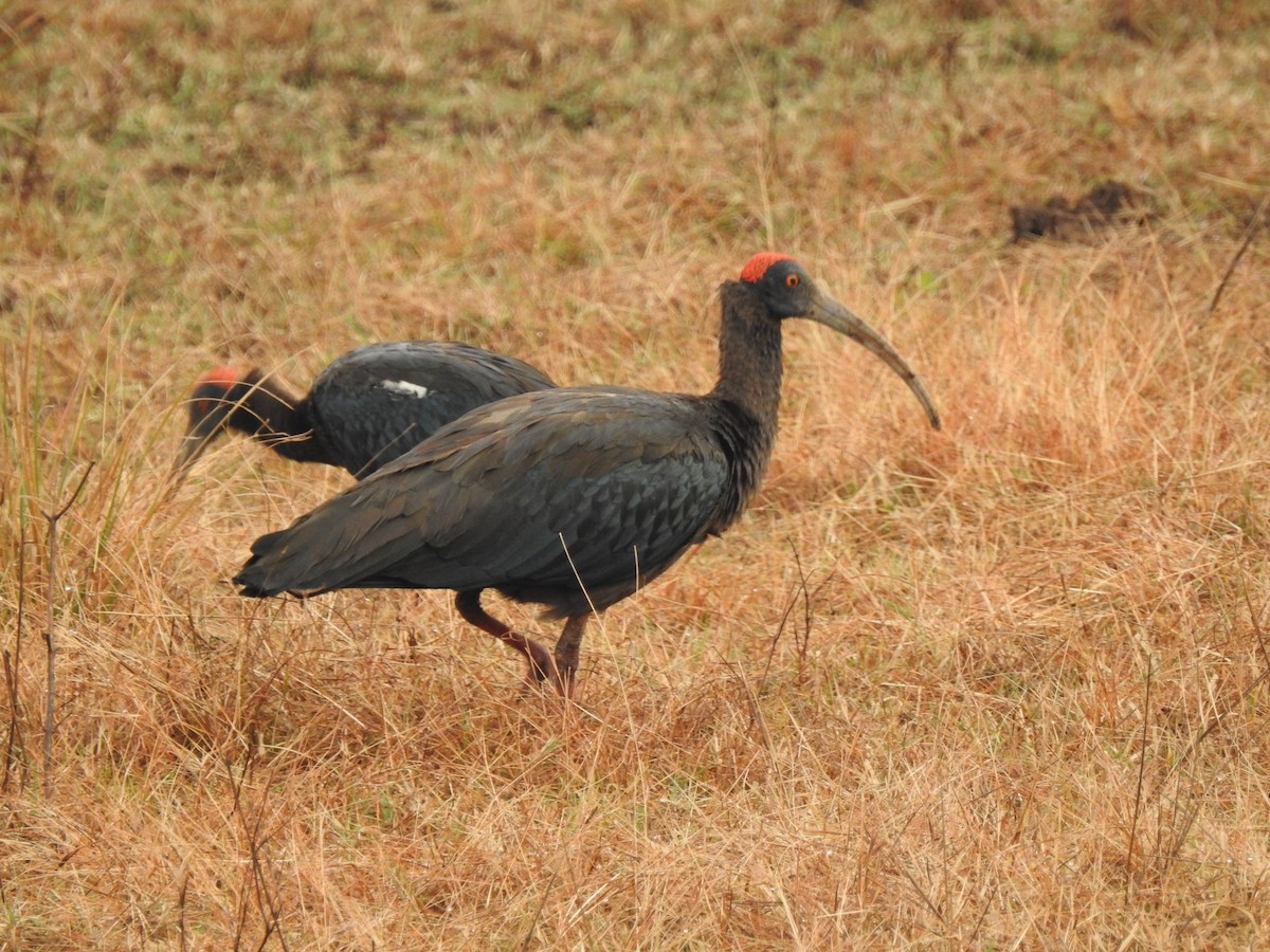 ibis bradavičnatý - ML310395771