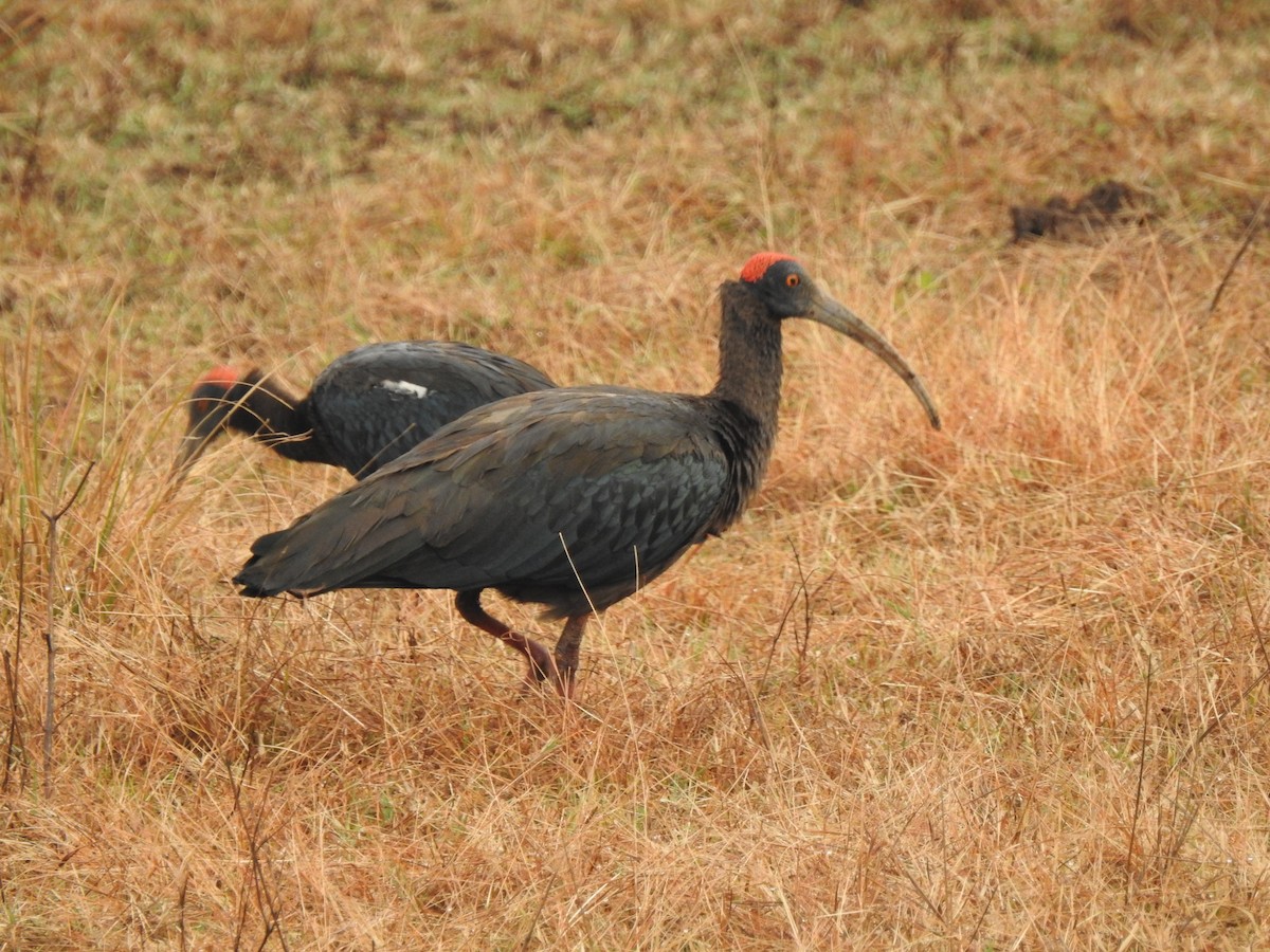 Red-naped Ibis - ML310395771