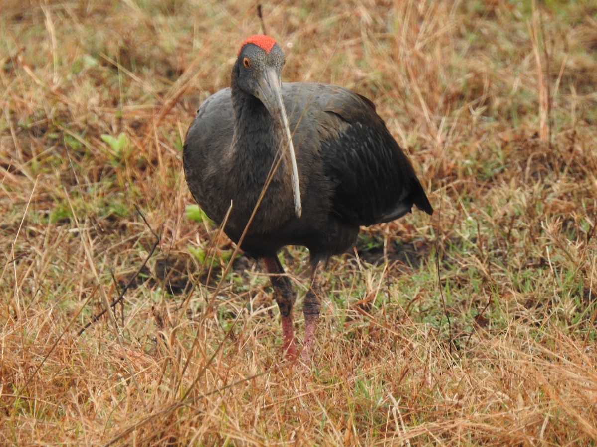 ibis bradavičnatý - ML310395781