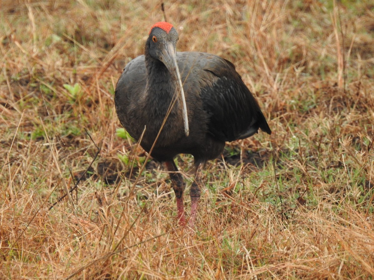 Red-naped Ibis - ML310395781