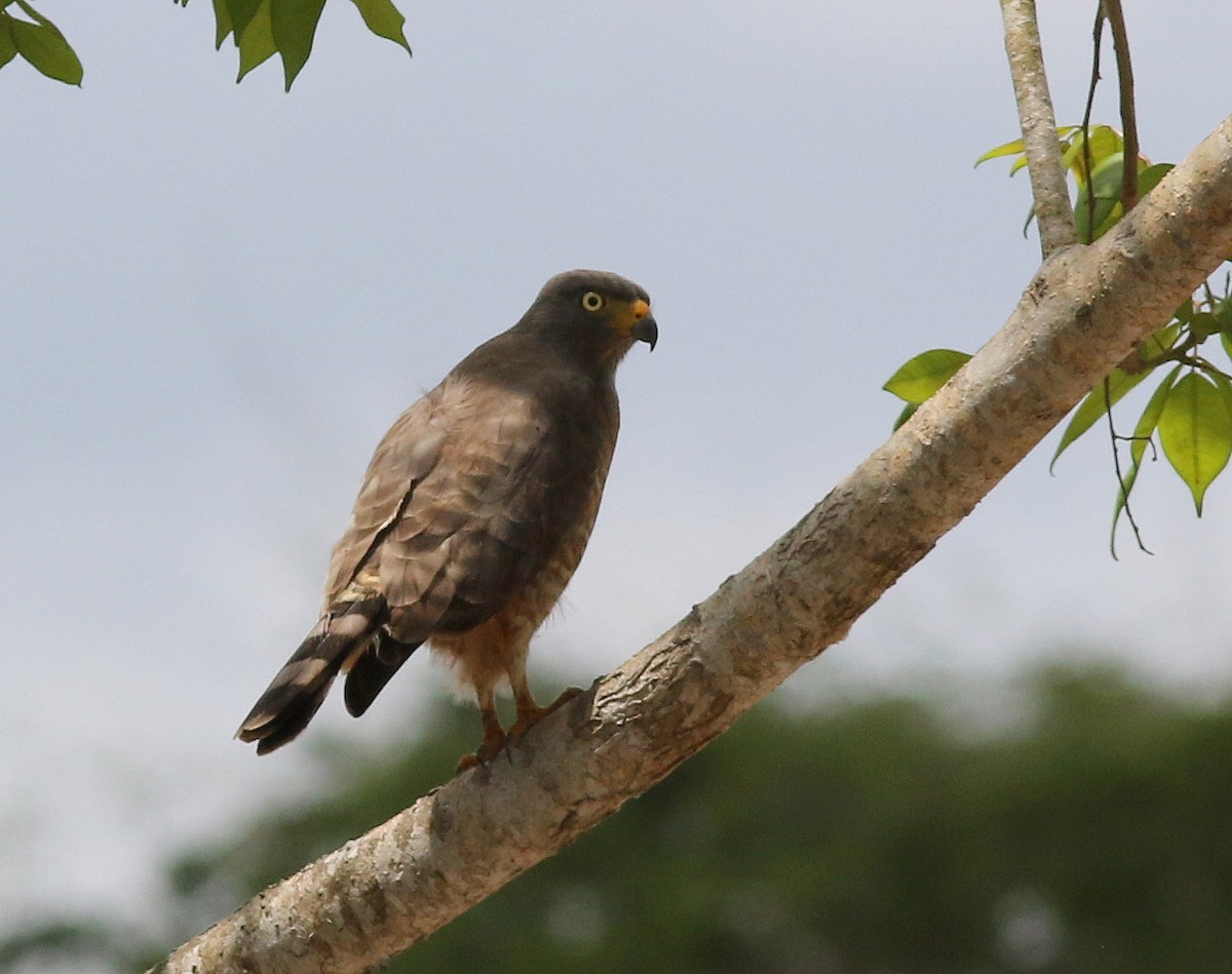 Roadside Hawk - ML310395901