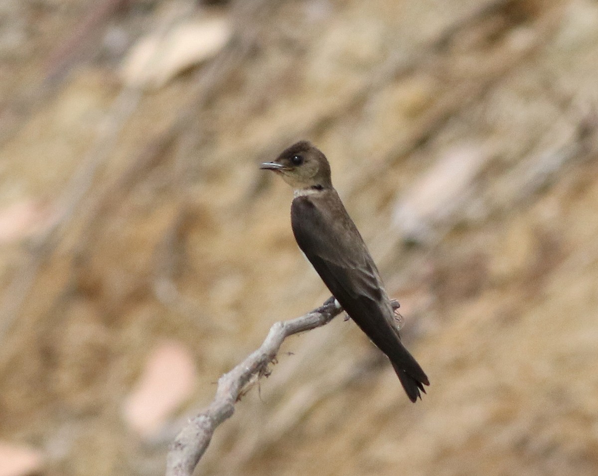 Southern Rough-winged Swallow - ML310395961