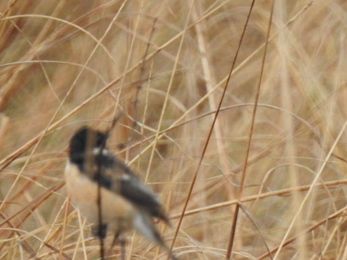 Siberian Stonechat - ML310396221