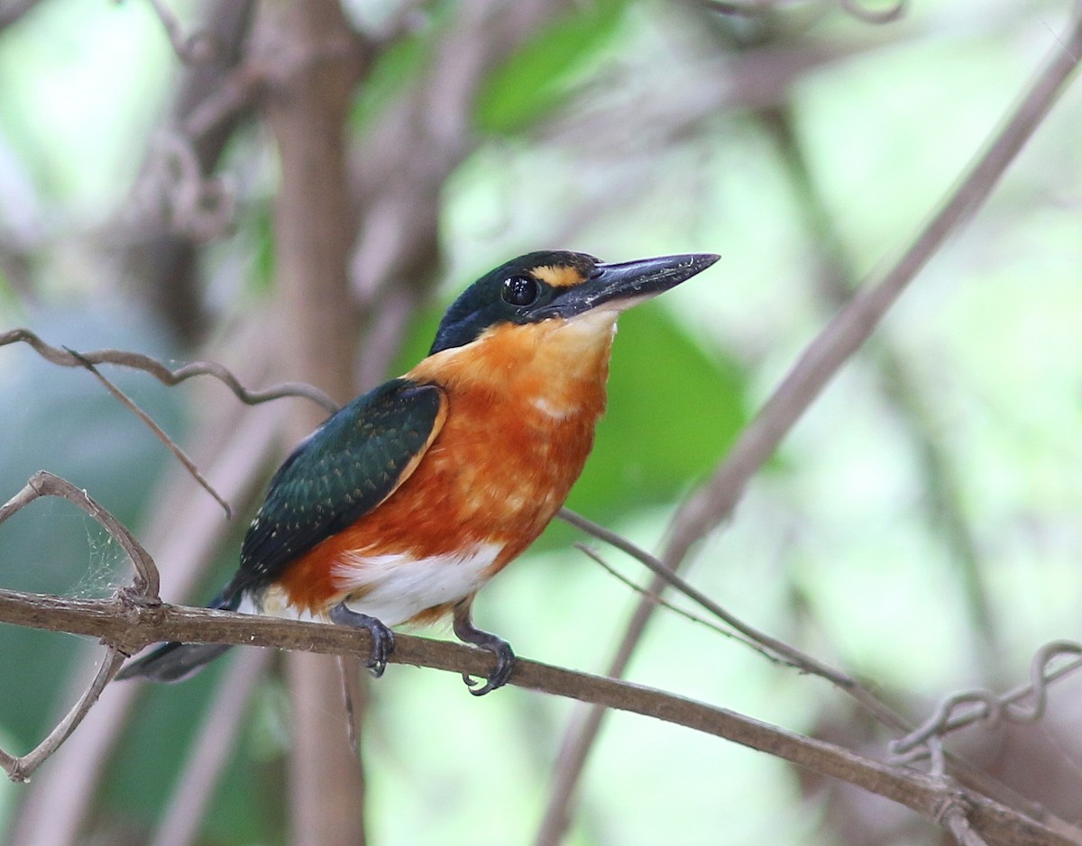 American Pygmy Kingfisher - ML310397041