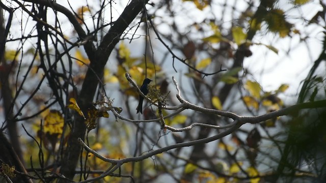 Bronzed Drongo - ML310397141